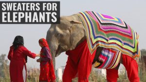 Elephants Get Some Winter Sweaters