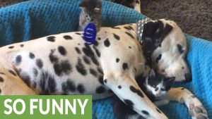 Patient Dalmatian Becomes Playground For Kittens