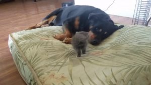 Tiny Kitten Takes Large Dog's Bed