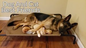 The Story Of A Kitten And German Shepherd Becoming Best Friends