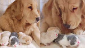 Golden Retriever Makes Sure Mother And Kittens Are Safe