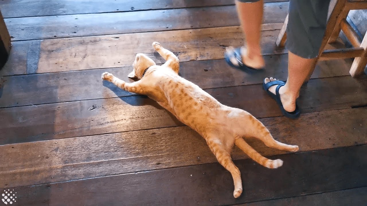 Cat Sleeps Right In The Way In Busy Restaurant