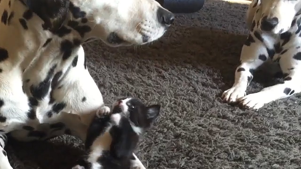 Sweet Dalmatians Adopt A Playful Kitten