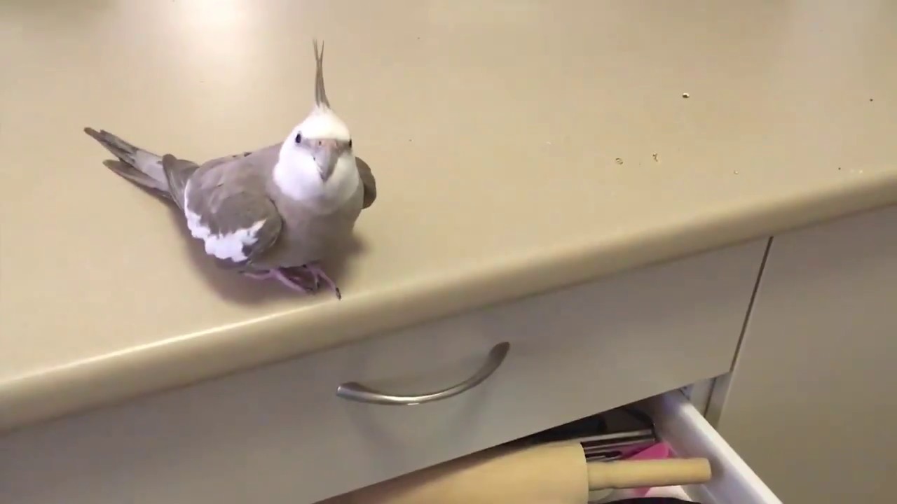 Cockatiel Loves To Throw Things