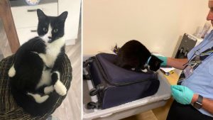 Couple Stopped At Airport Because Their Cat Snuck Into Their Luggage