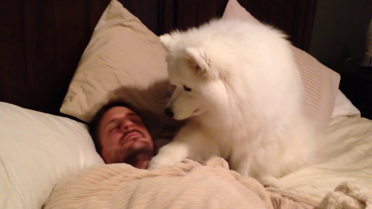 Sweet Dog Gently Waking Up Her Human Daddy
