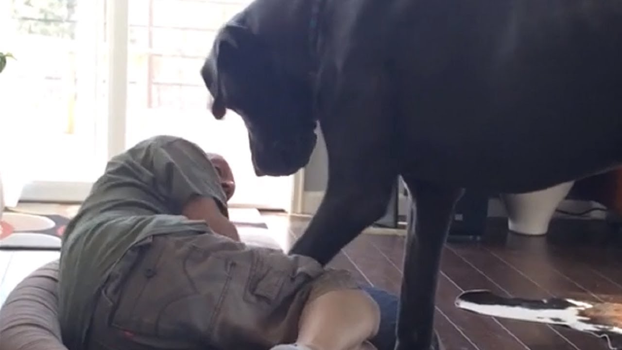 Great Dane Does Not Want To Share His Bed With His Human