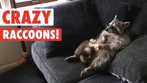 A Humorous Compilation Of Raccoons Being Funny