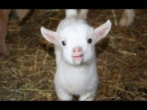 Cutest Baby Goats