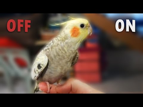 How To Turn Your Bird On Or Off