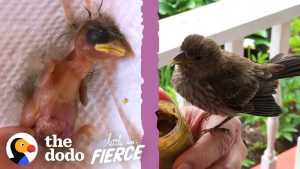 Woman Finds Baby Bird And Becomes His Mommy