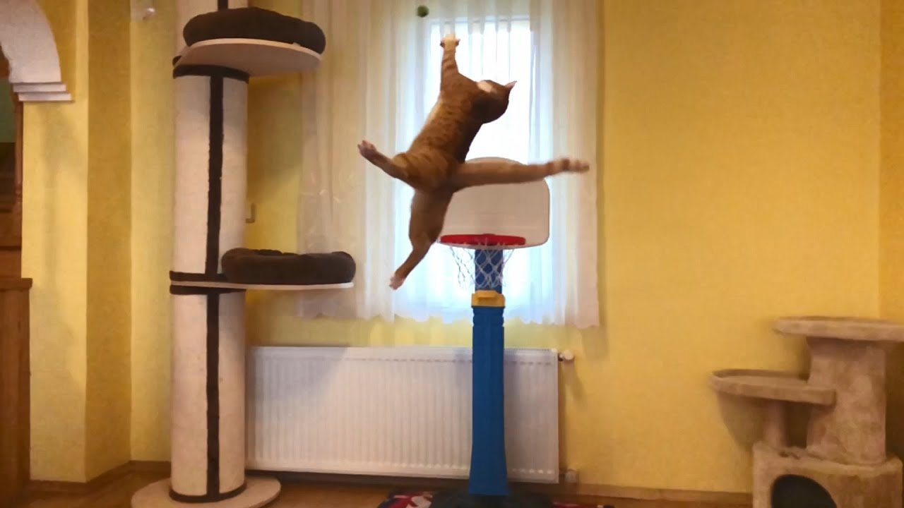 Cat Basketball Playing Sensation!