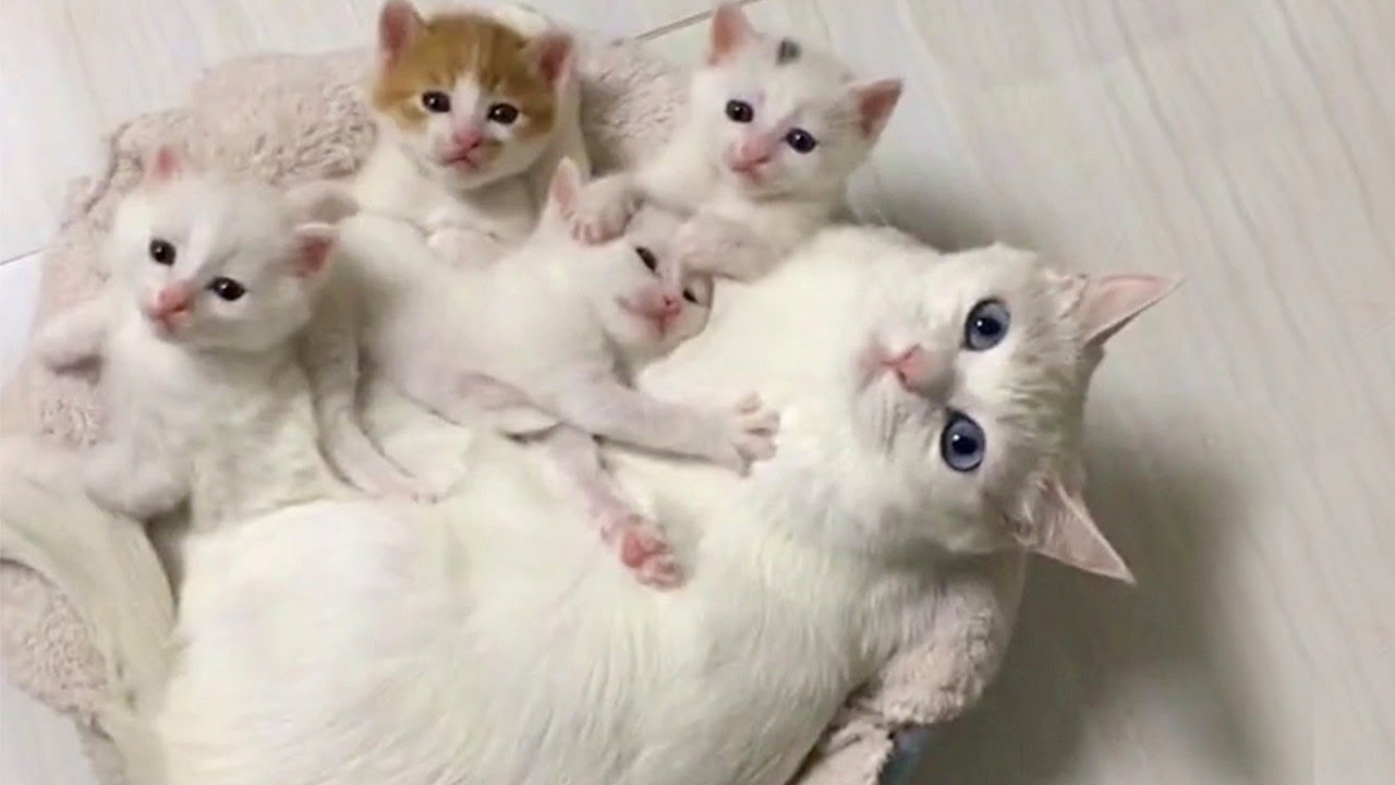 A Cuteness Overload With Mother Cat And Her Kittens