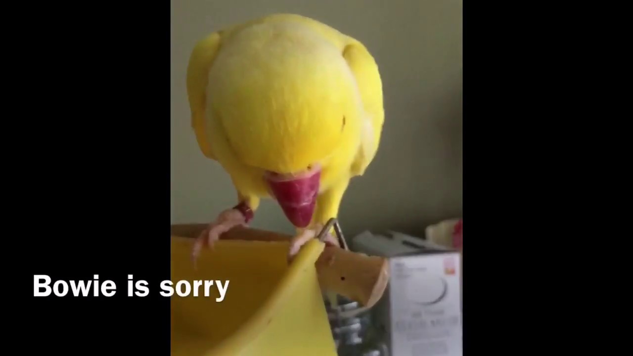 Bird Is Sorry He Stole A Chip