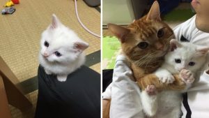 Cats And Humans Alike Want To Hug This Adorable Kitten