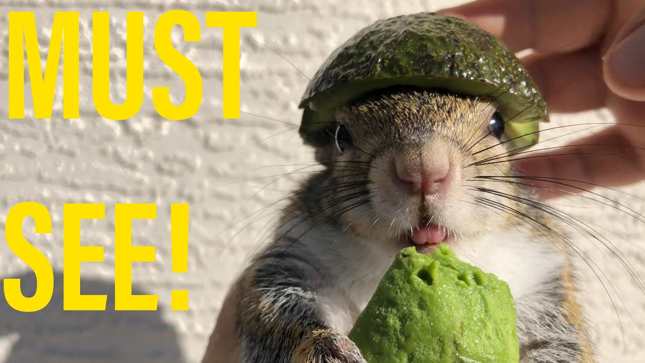 Squirrel Loves Avocado And Wears An Avocado Helmet