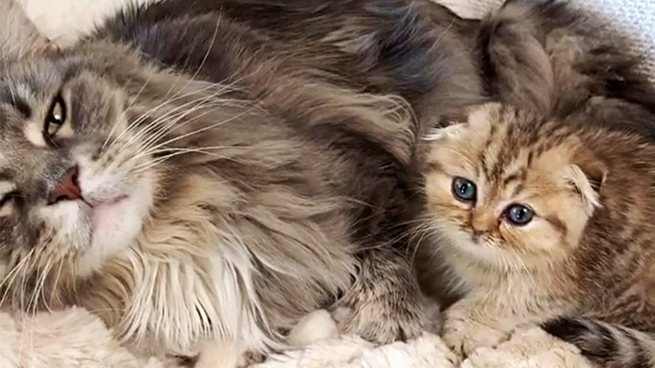 Munchkin Kitten With His Maine Coon Big Brother