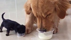 Sweet Golden Retriever Gets A New Best Friend