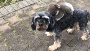 Baby Koala Thinks Dog Is Its Mother