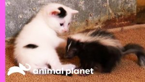 Baby Skunk Joins Kittens As New Brother