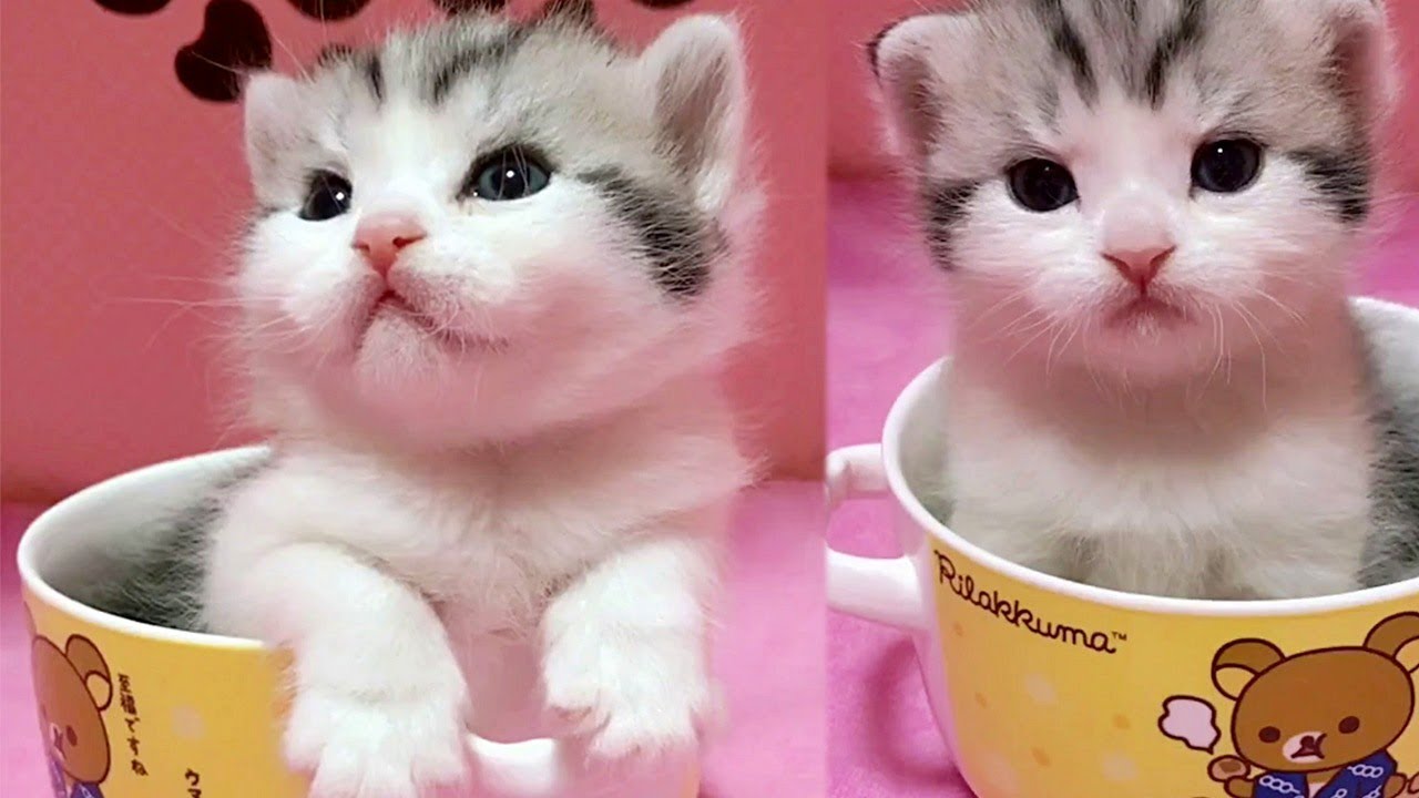 Cup Of Cuteness