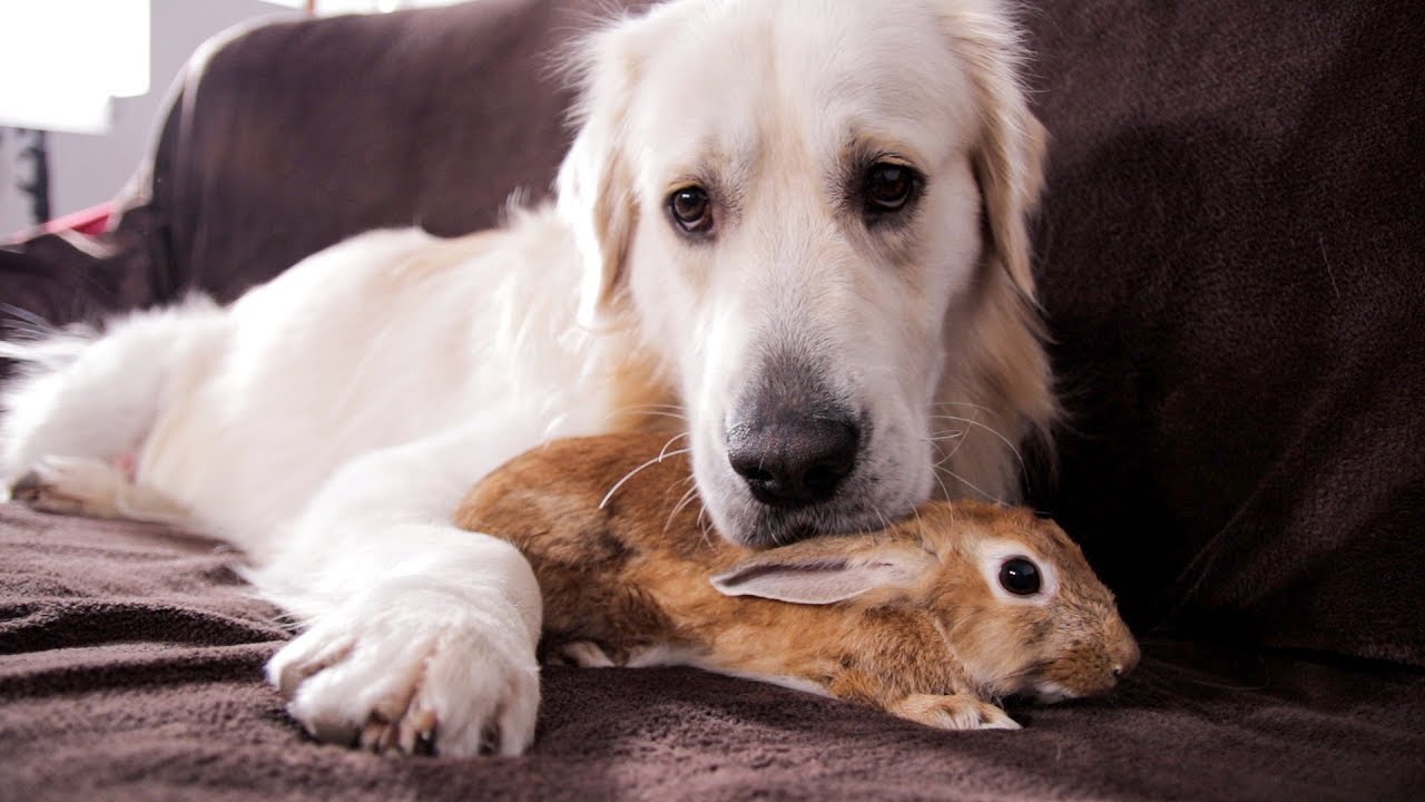 Dog And Rabbit Are Best Friends