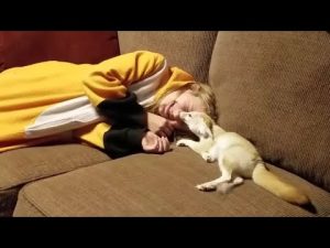 Adorable Fennec Fox With Her Favorite Human