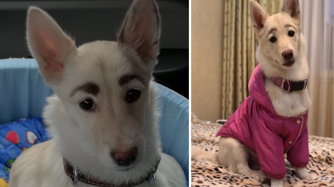 Dog With Very Unique Eyebrows
