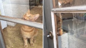 Smart Cat Helps His Human Mom Get In Locked House