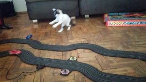 Kitten Has Adorable Reaction To Slot Car