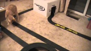 Cats Chasing Slot Cars