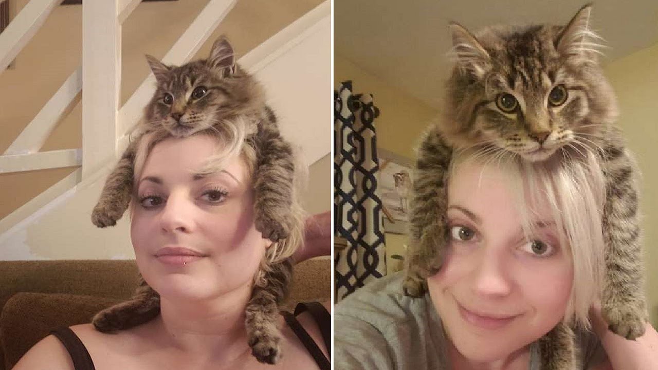 This Cat Decided To Become A Hat