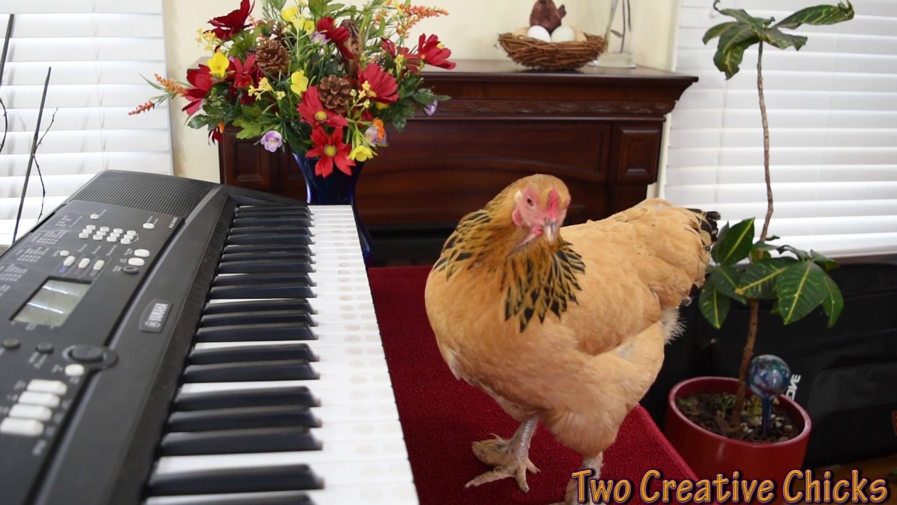 Chicken Playing The Piano