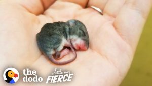 Sweet Story Of A Tiny Mouse Rescued And Enjoying Life