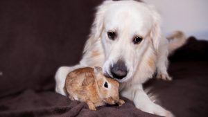 Dog And Bunny Rabbit Are Best Friends