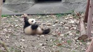 Yes, Baby Pandas Throw A Fit When Their Toys Are Removed