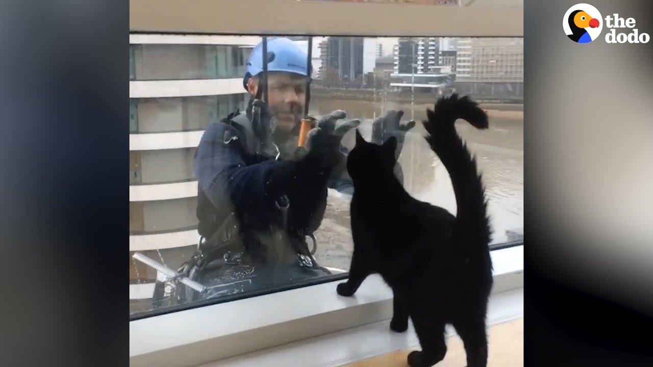 Cat Loves Window Washer