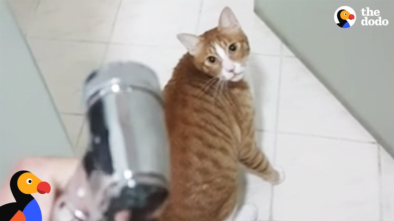 Cat Loves Playing With Water