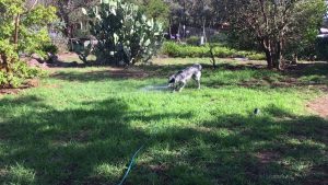 Dog Playing With A Water Sprinkler