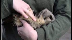 Meerkat Laughs When Being Tickled