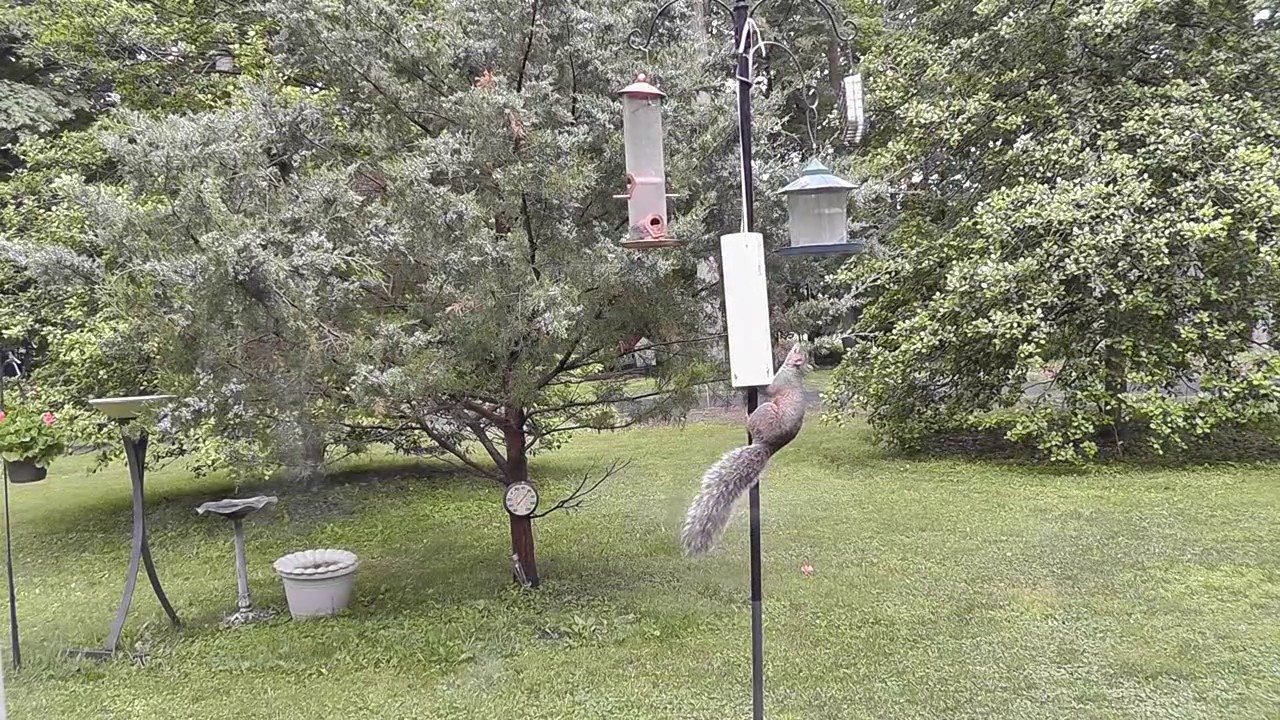 Perseverance Pays Off For A Smart Squirrel