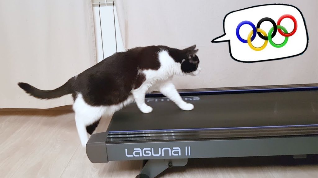 Cat Learns How To Use The Treadmill Fresh Positivity