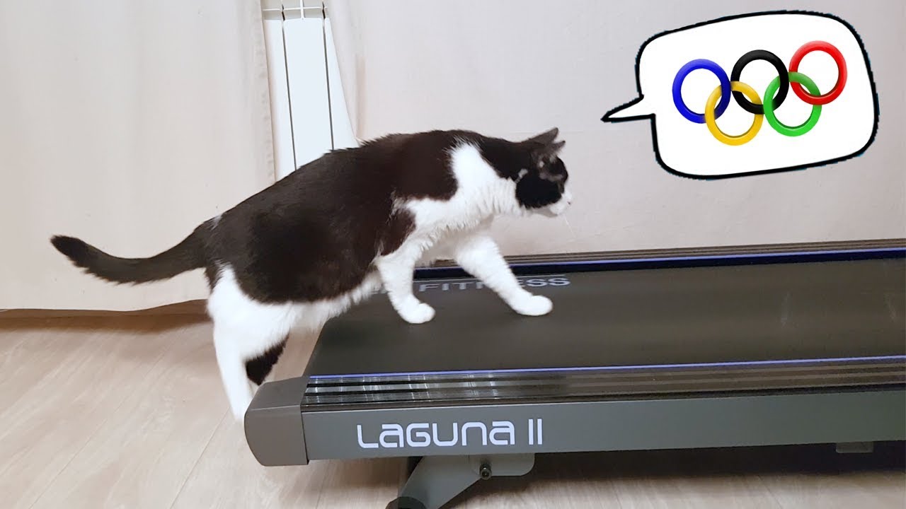 Cat Learns How To Use The Treadmill