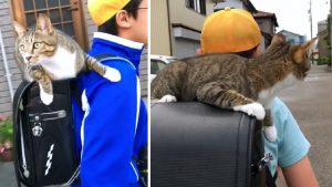 Cat Rides On Her Human's Backpack To School Each Day