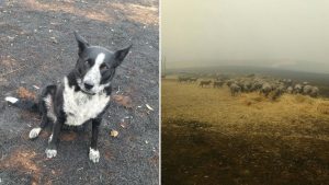 Heroic Dog Saves Sheep From Brushfire