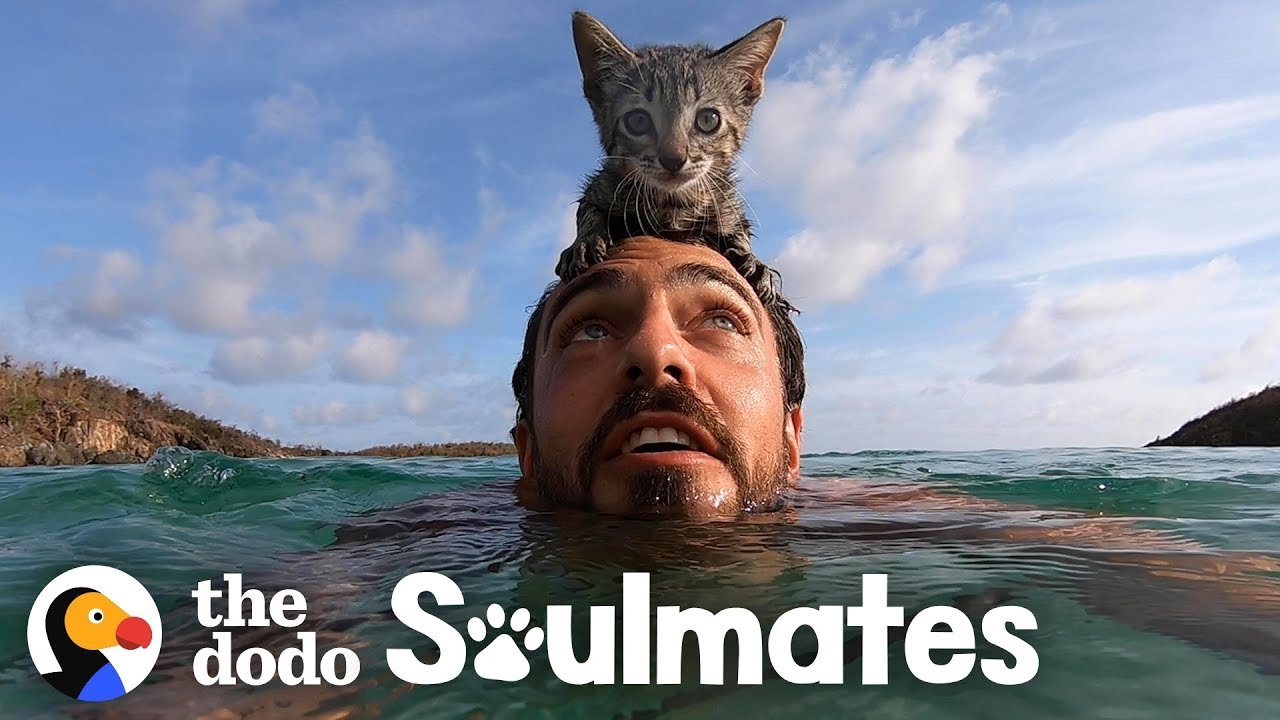 Kitten Loves Swimming With Her Human Daddy