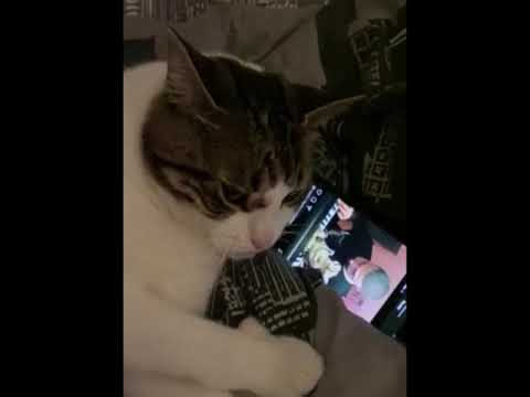 Cat Will Not Let Anyone Stop His Video Viewing