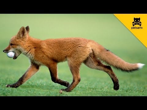 Fox Takes Man's Golf Ball And Has Fun