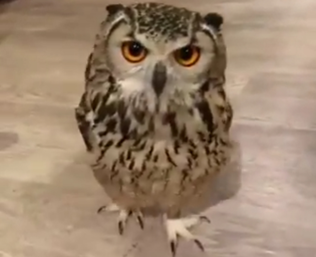 Have You Ever Seen An Owl Run?