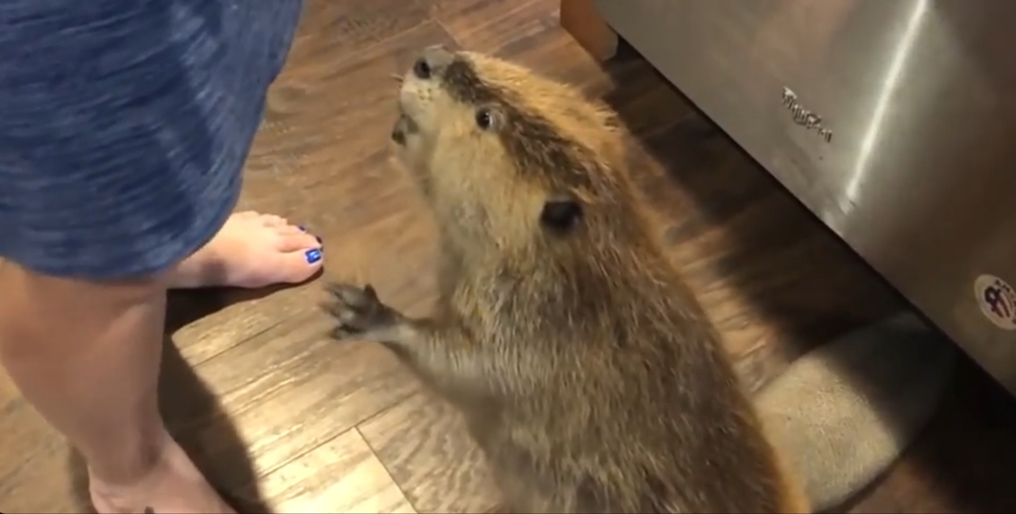 Beaver Begging For A Cookie